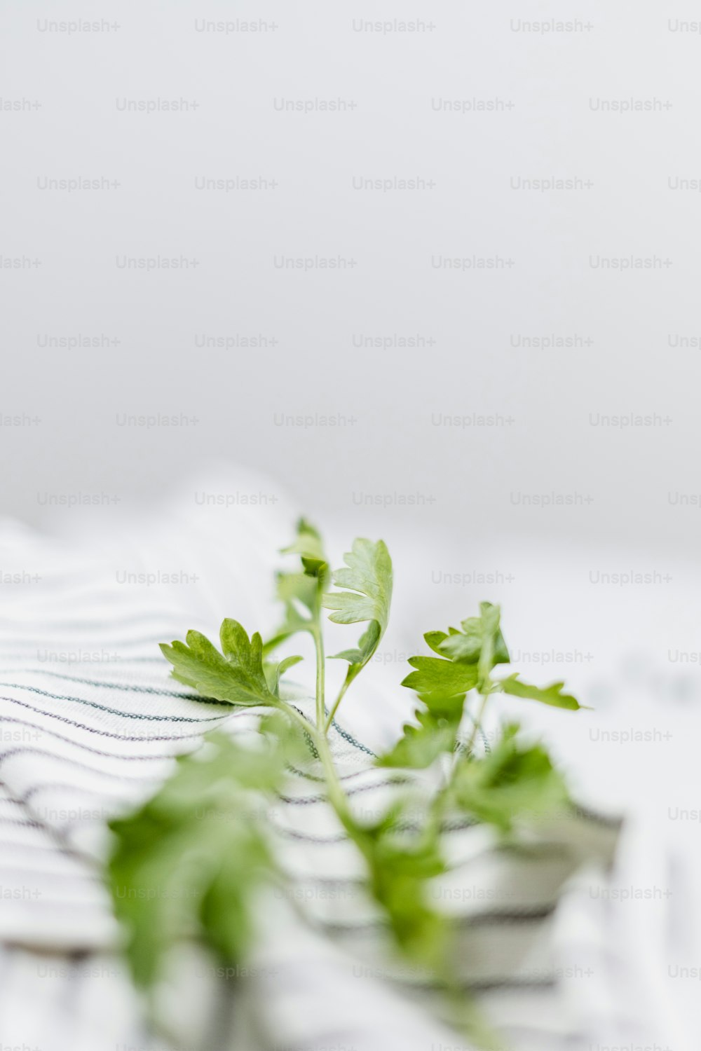 Un primer plano de una planta frondosa sobre una mesa