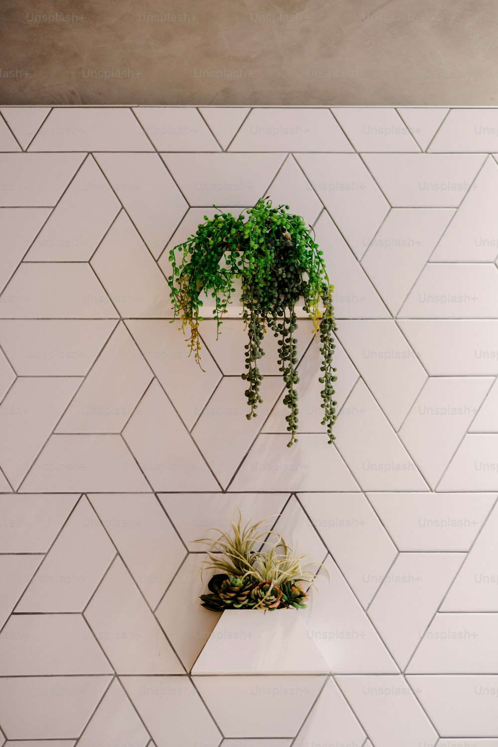 a white wall with some plants on it