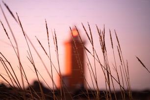 the tall grass is blowing in the wind