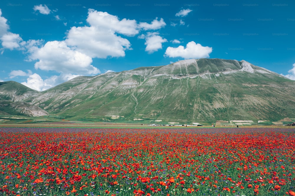 Un campo de flores con una montaña al fondo