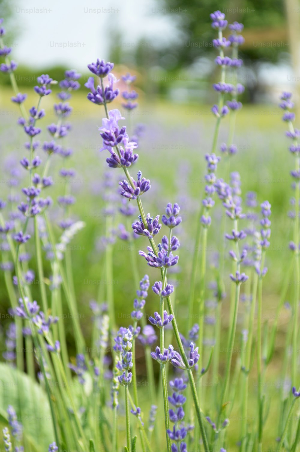 a bunch of lavender flowers in a field