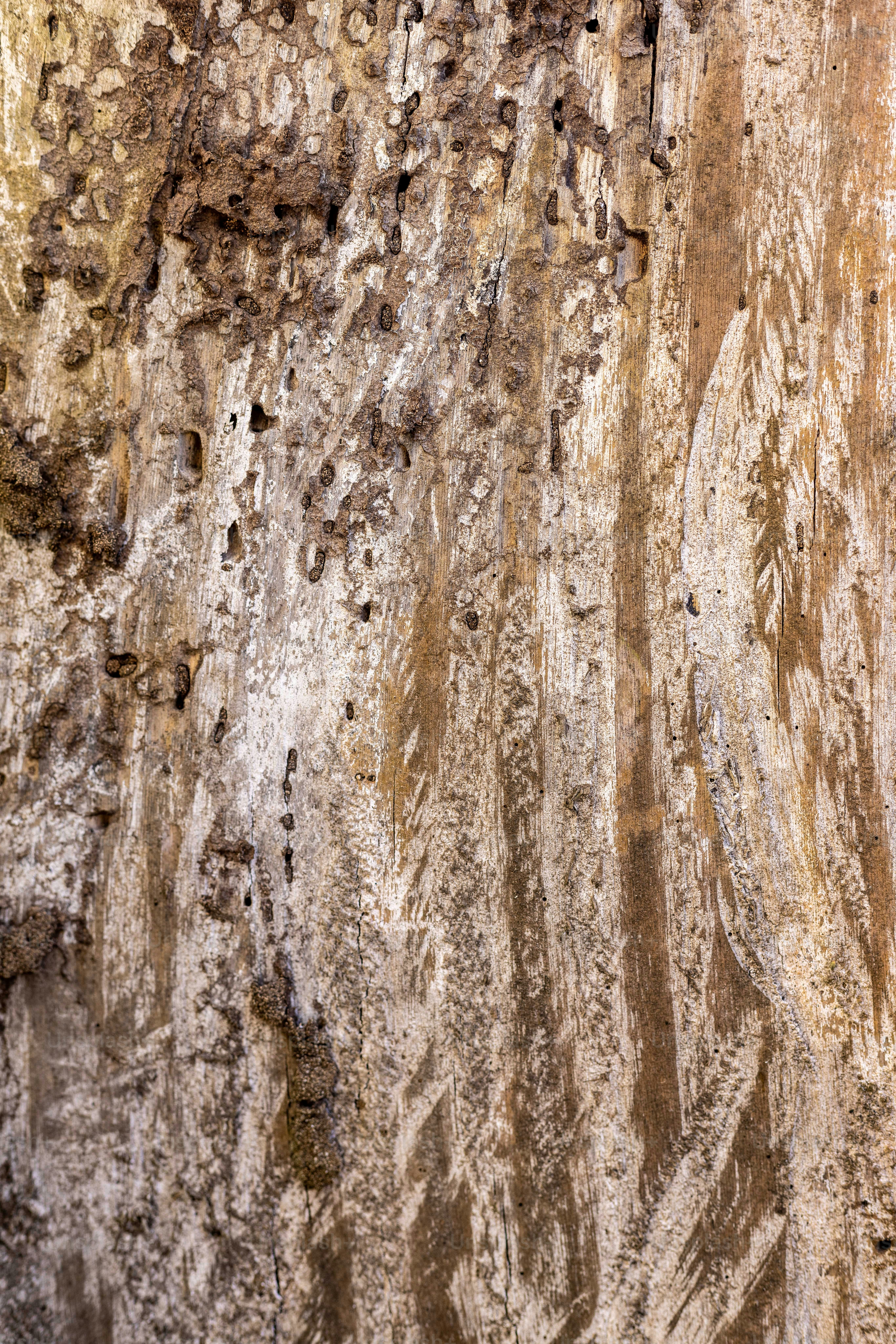 a close up of a rock face with a bird perched on top of it