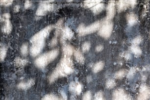 a sombra de uma árvore em uma parede de concreto
