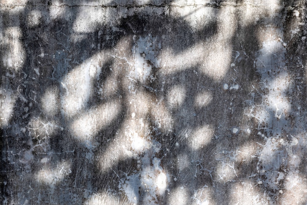 the shadow of a tree on a concrete wall
