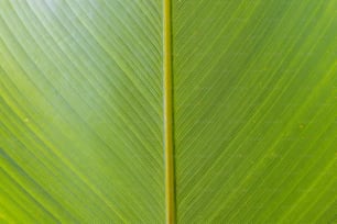 a close up of a large green leaf