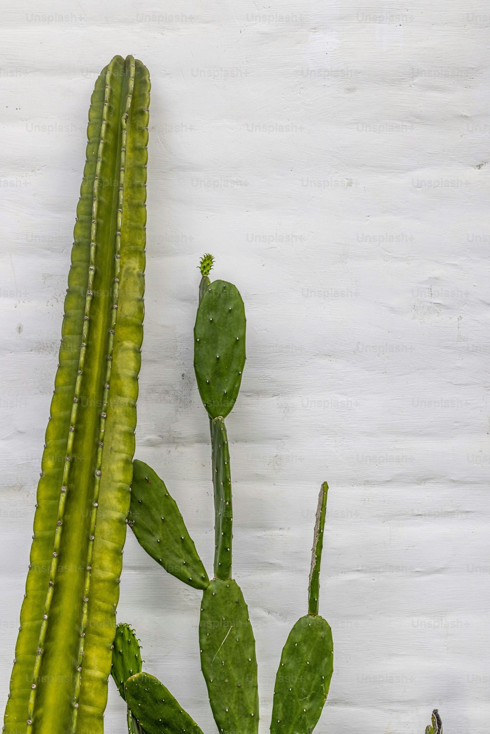 Ein grüner Kaktus mit weißem Hintergrund