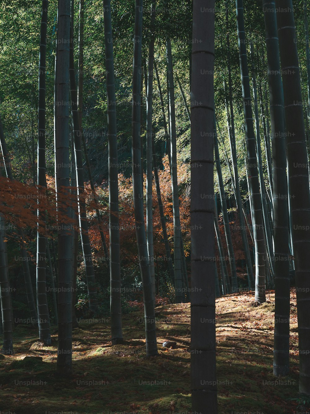 um grupo de árvores altas em uma floresta