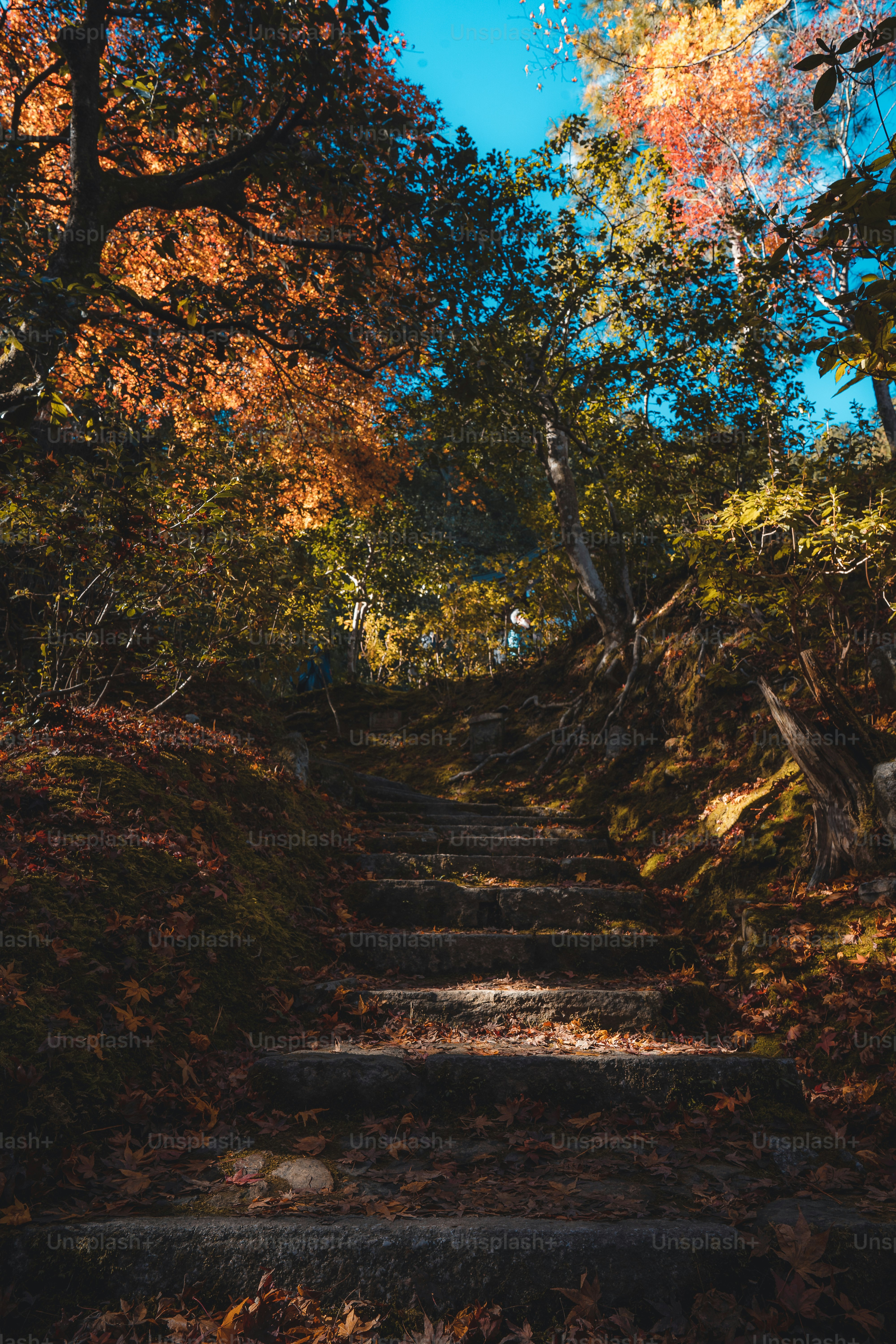 a set of stairs in the middle of a forest