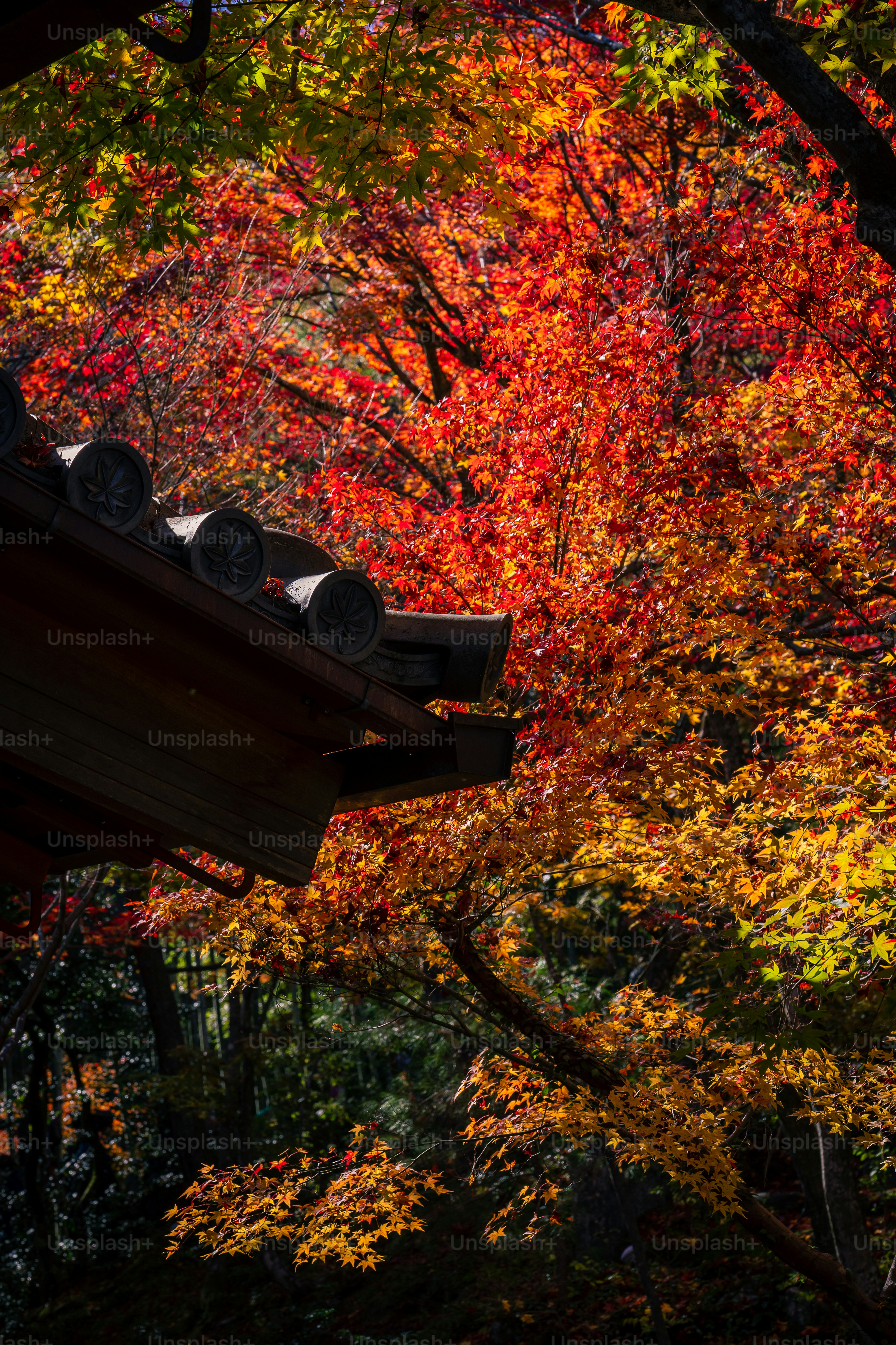a view of a tree with red and yellow leaves