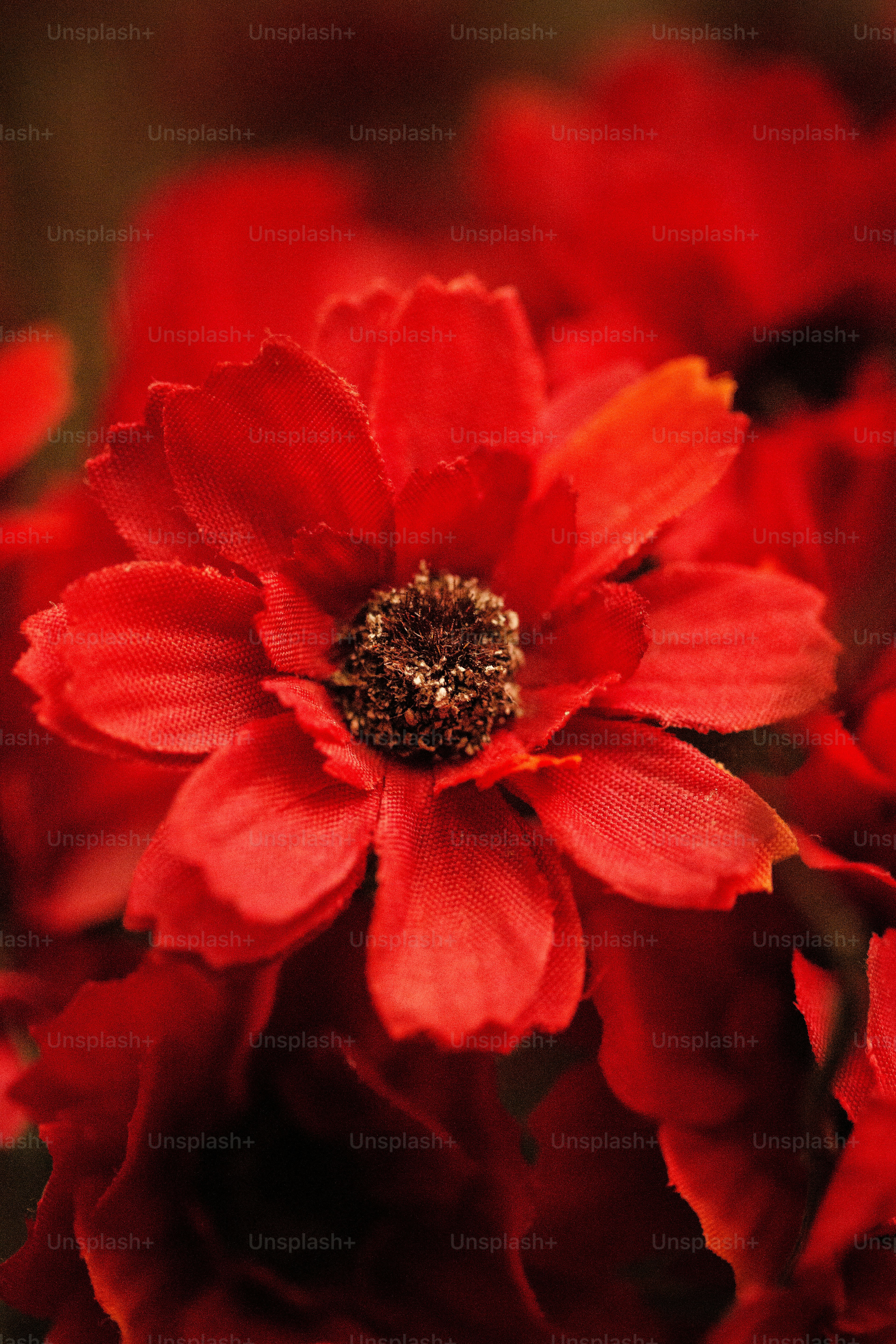 100+ Red Flower Pictures | Download Free Images on Unsplash
