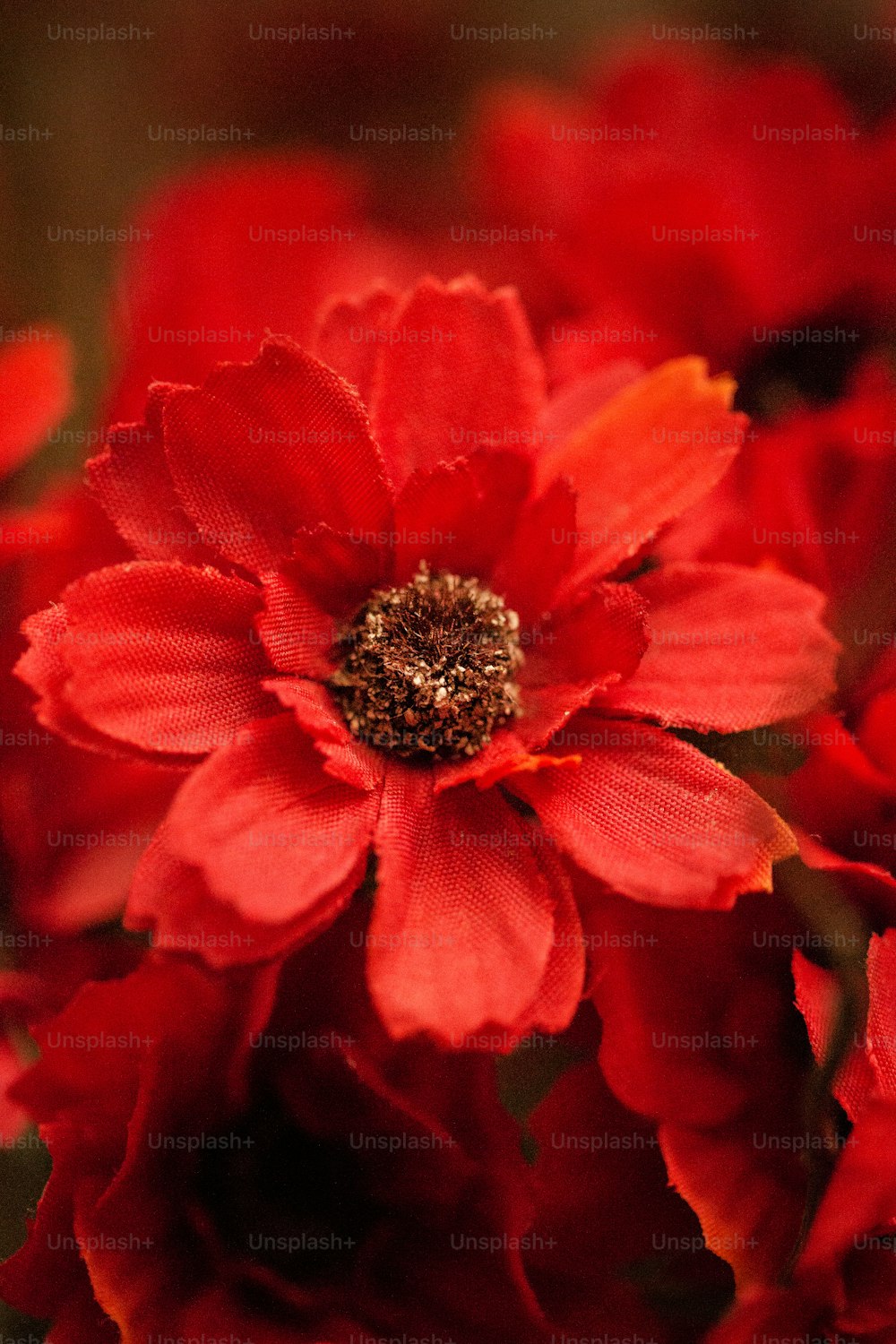 a close up of a bunch of red flowers