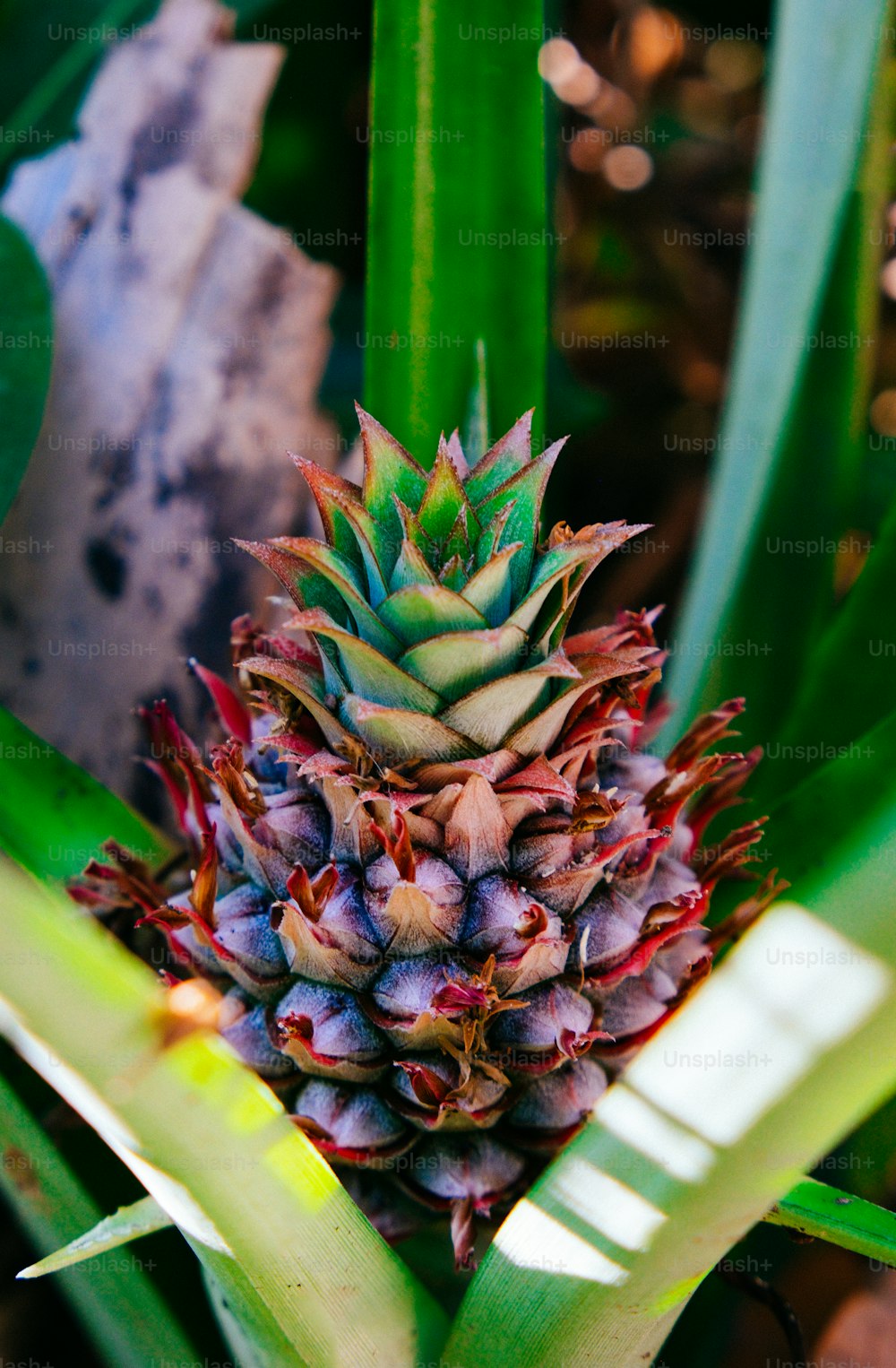 Best 20+ Pineapple Pictures  Download Free Images on Unsplash