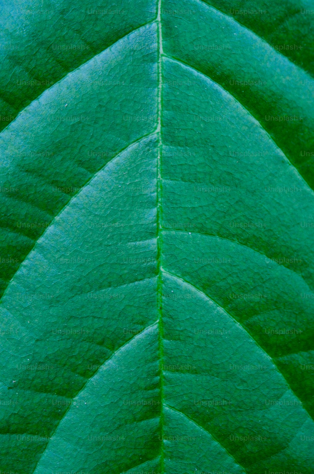 uma vista de perto de uma folha verde