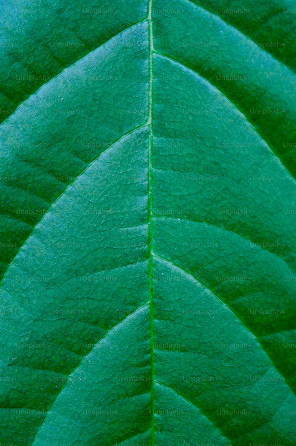 Una vista de cerca de una hoja verde