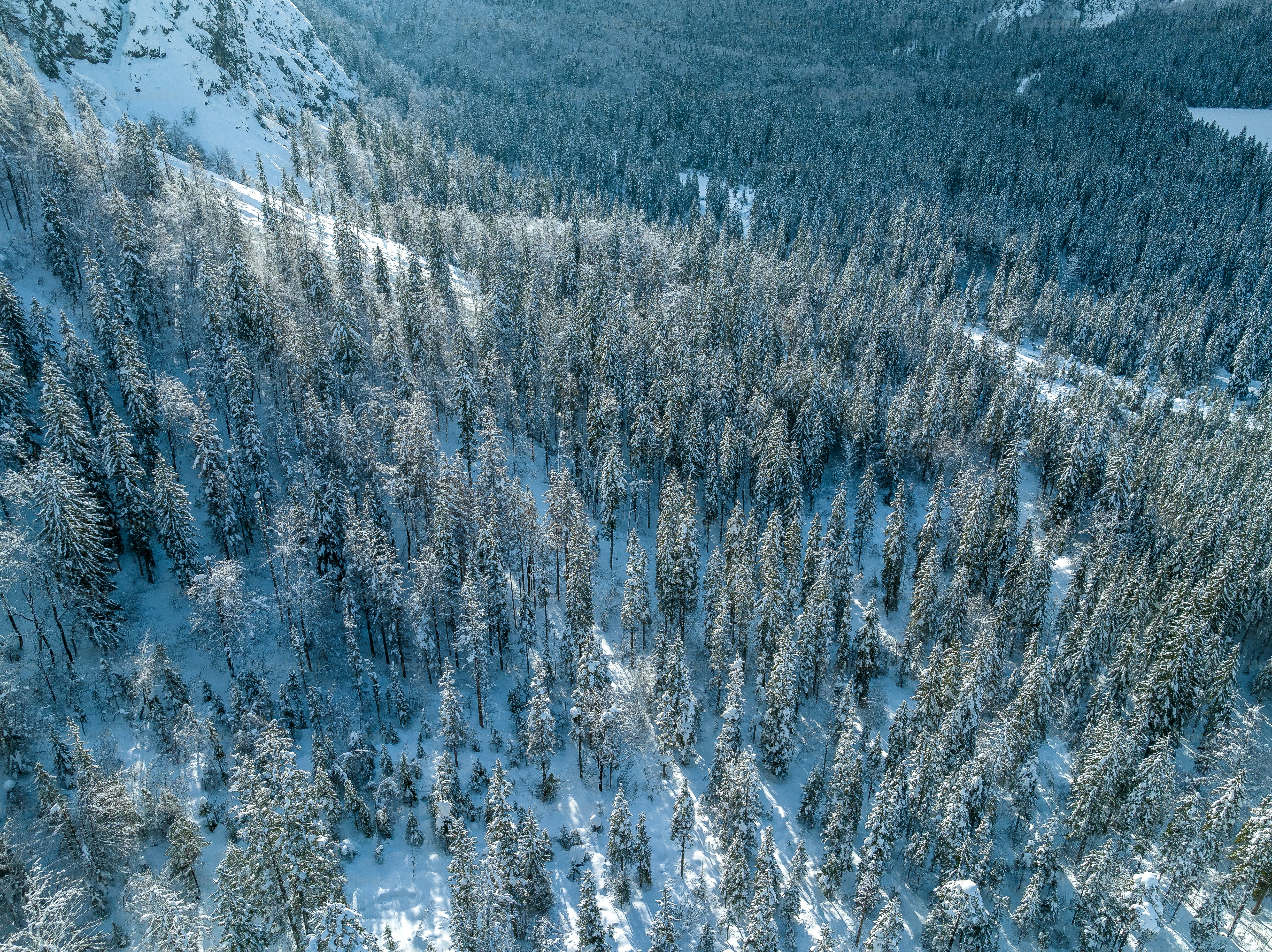 an aerial view of a snow covered forest