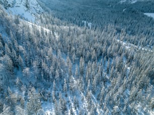 雪に覆われた森の空撮
