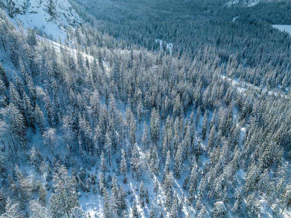 an aerial view of a snow covered forest