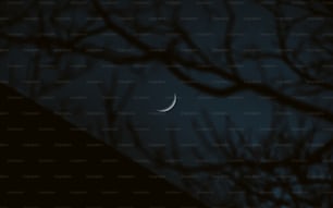 the moon is seen through the branches of a tree