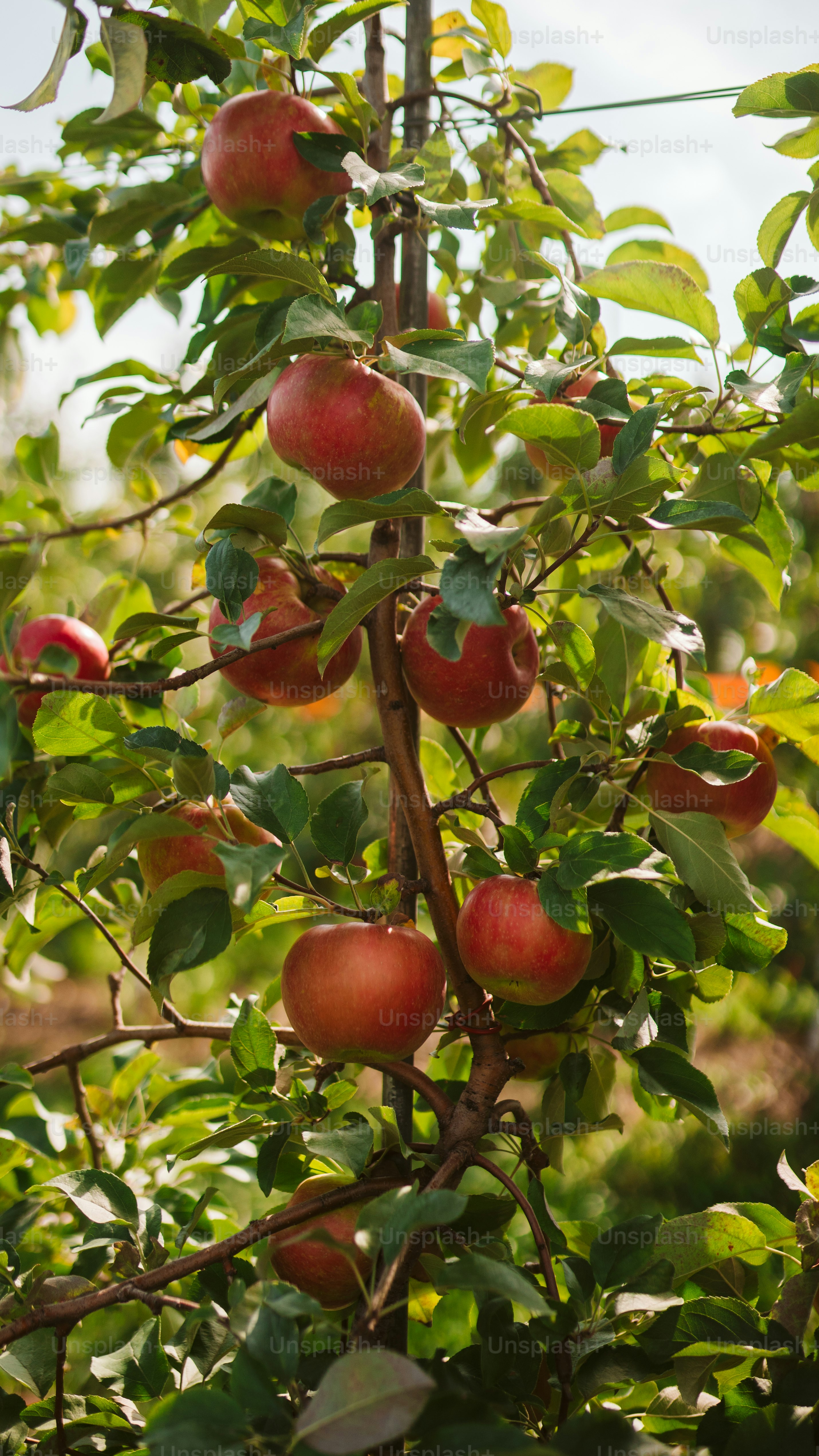 A tree filled with lots of ripe fruit photo Apple orchard Image on