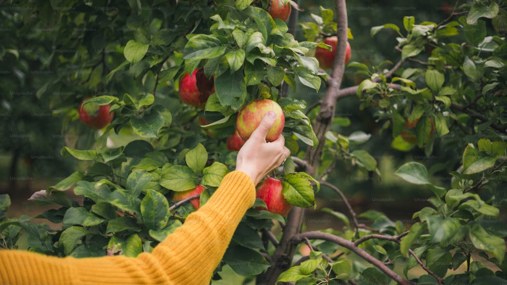 a person picking apples off of a tree