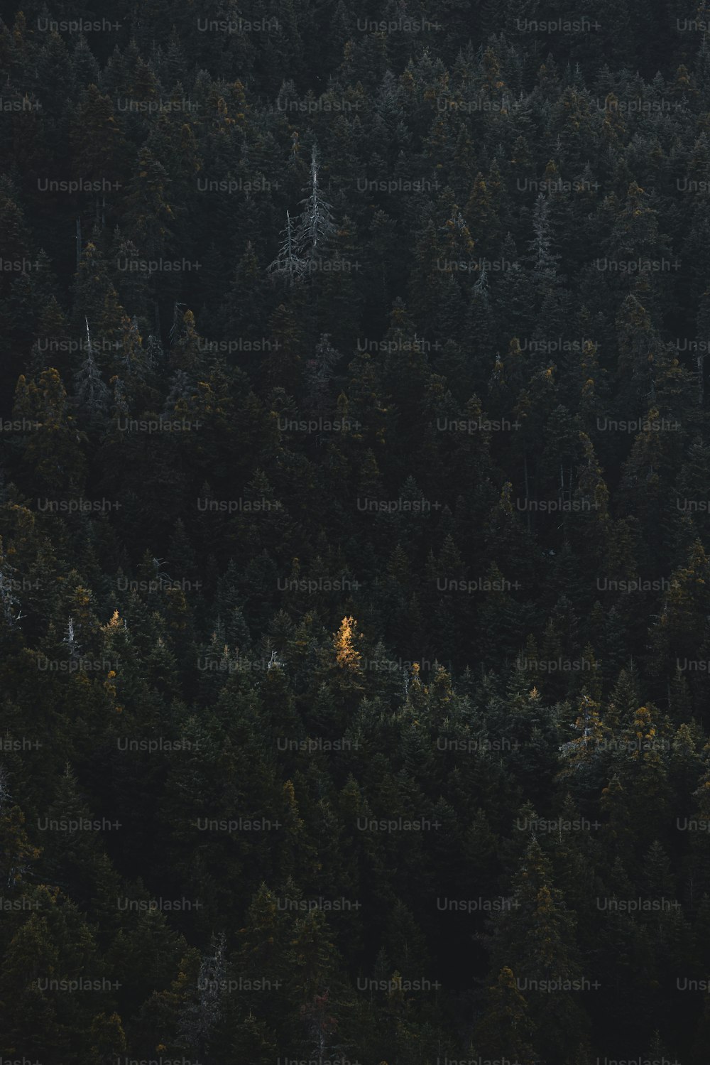 Ein Flugzeug fliegt über einen Wald voller Bäume