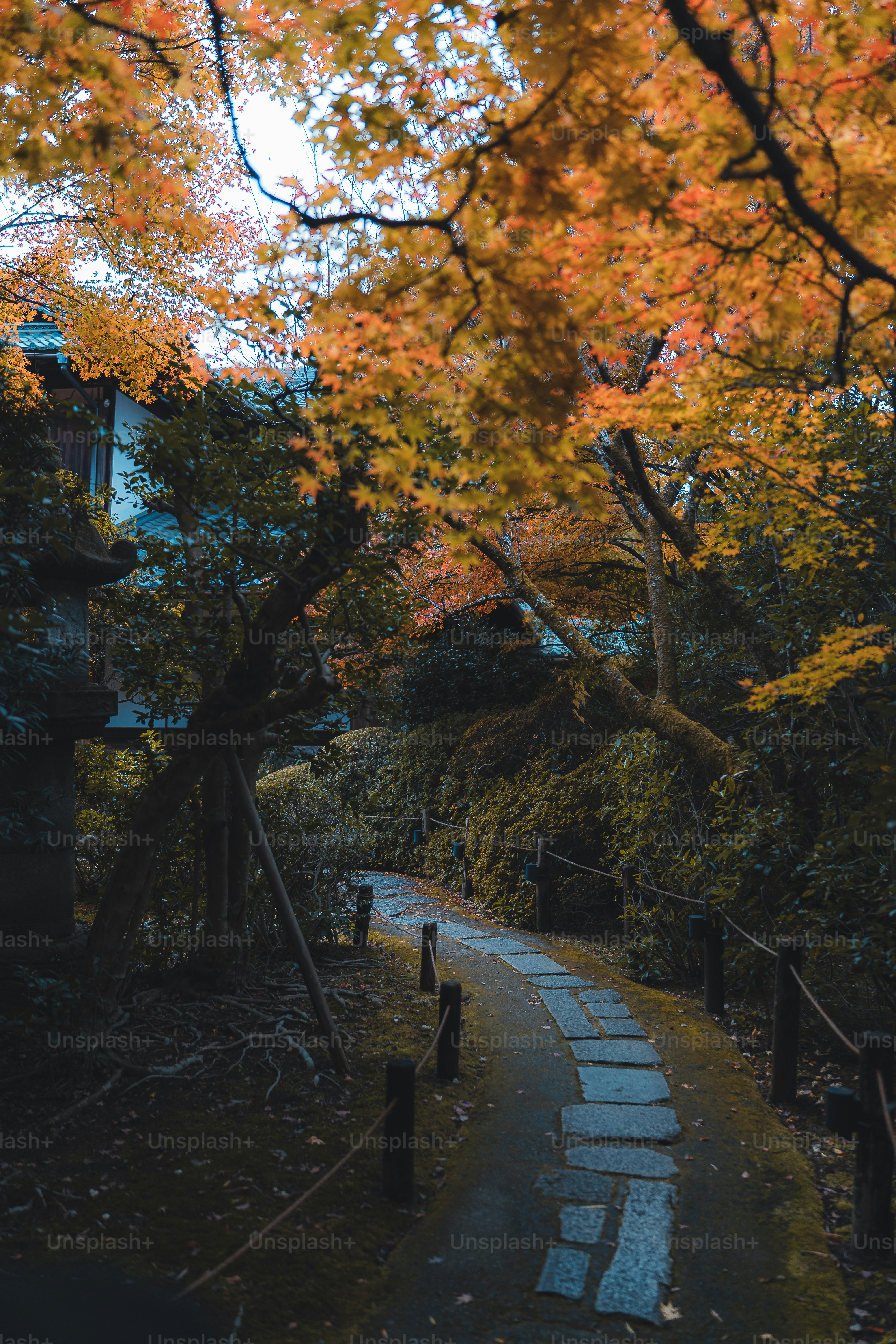 a path in the middle of a park surrounded by trees