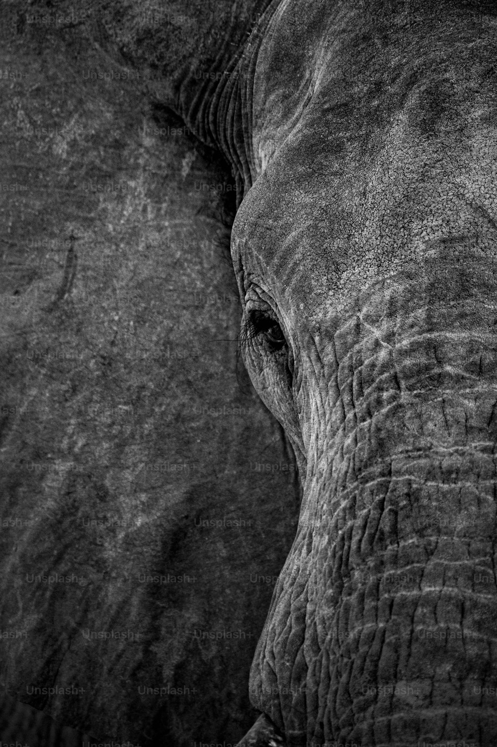 Una foto in bianco e nero della faccia di un elefante