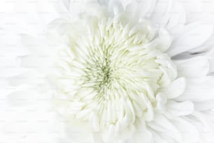 um close up de uma grande flor branca