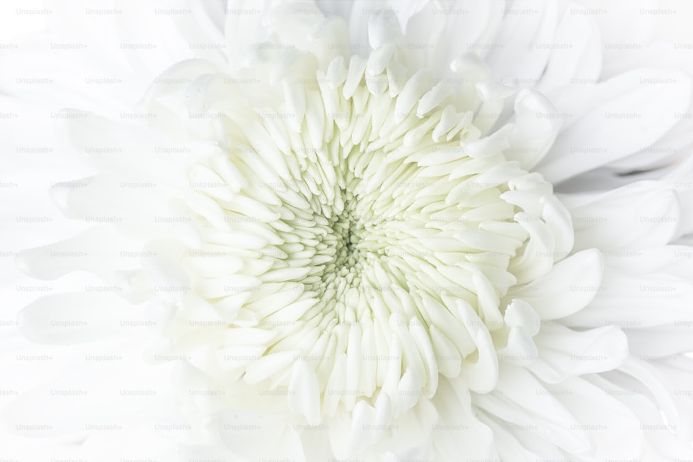 Un primer plano de una gran flor blanca