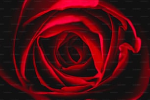 Un primer plano de una rosa roja con un fondo negro
