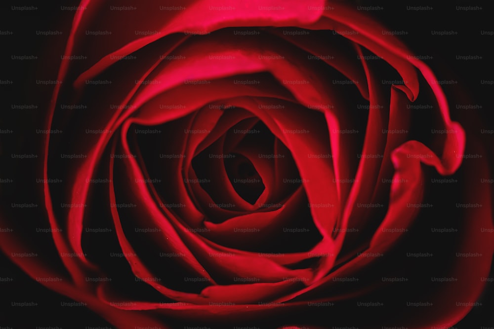 Un primo piano di una rosa rossa con uno sfondo nero
