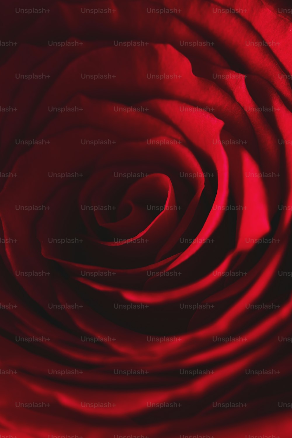 a close up view of a red rose