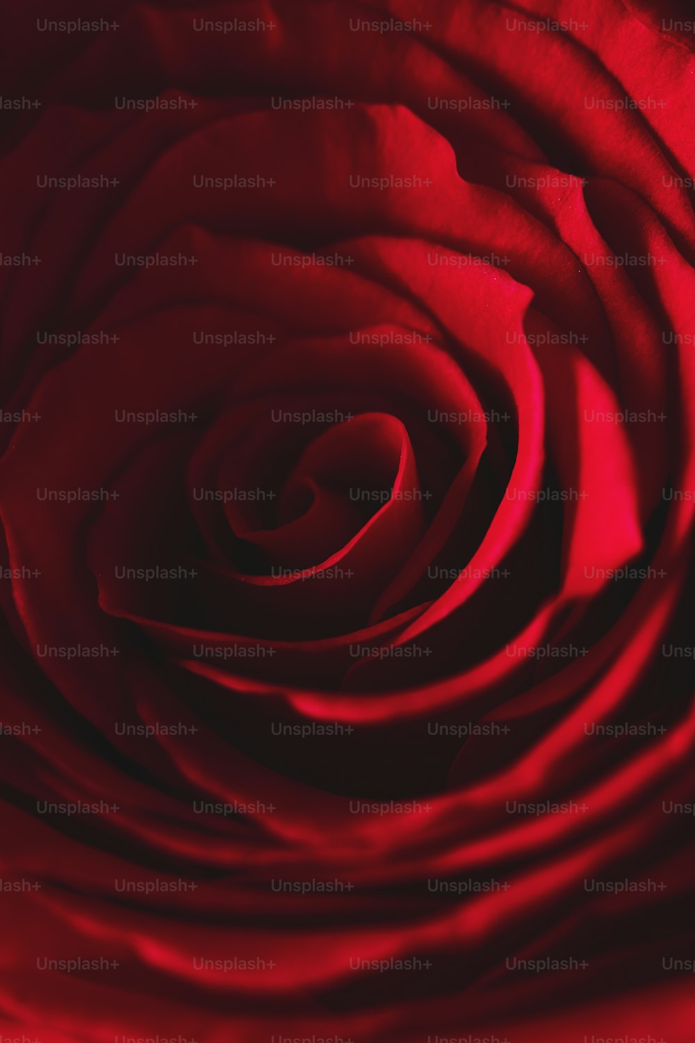 Vue rapprochée d’une rose rouge