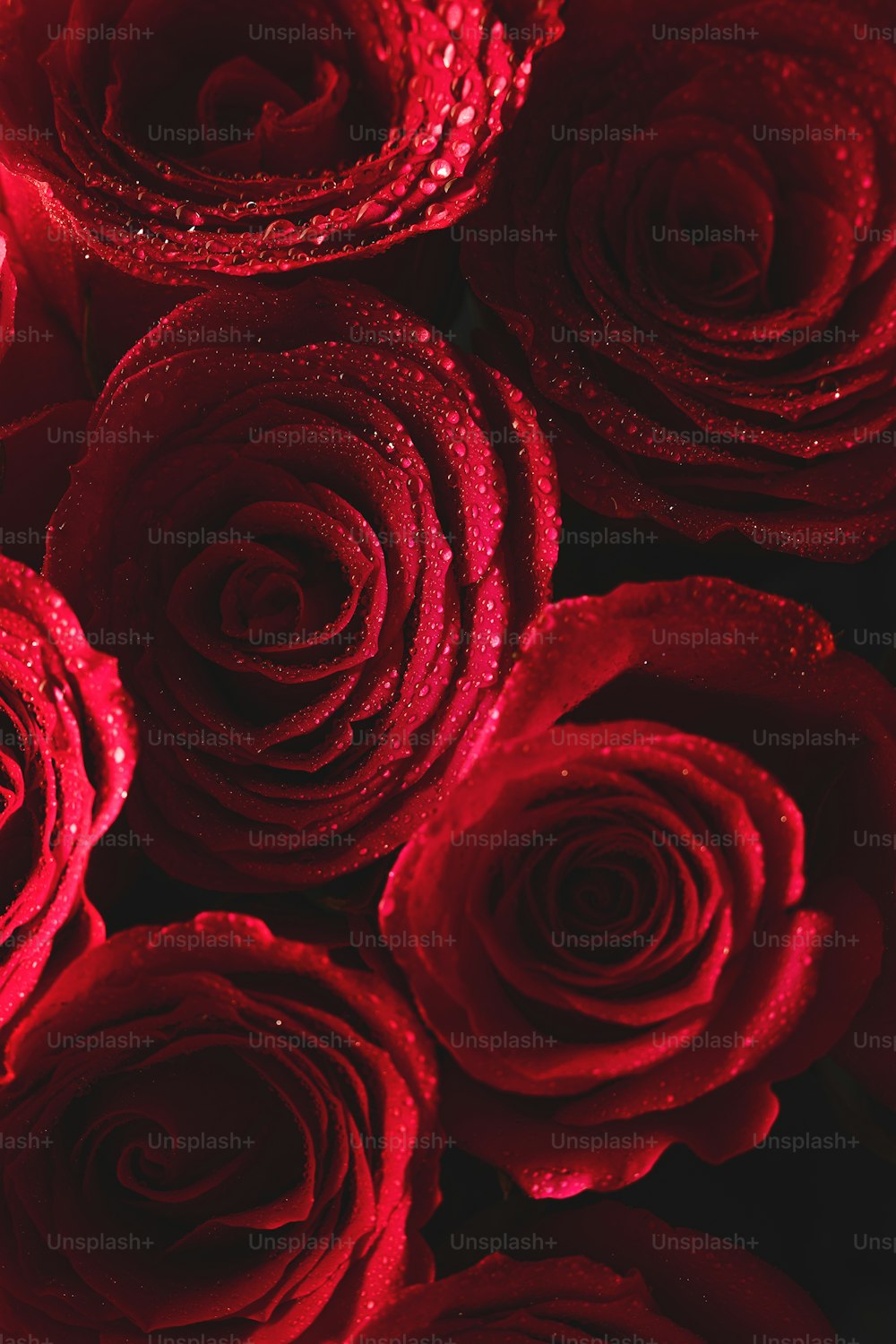 a close up of a bunch of red roses