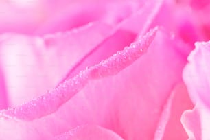 a close up of a pink flower with water droplets