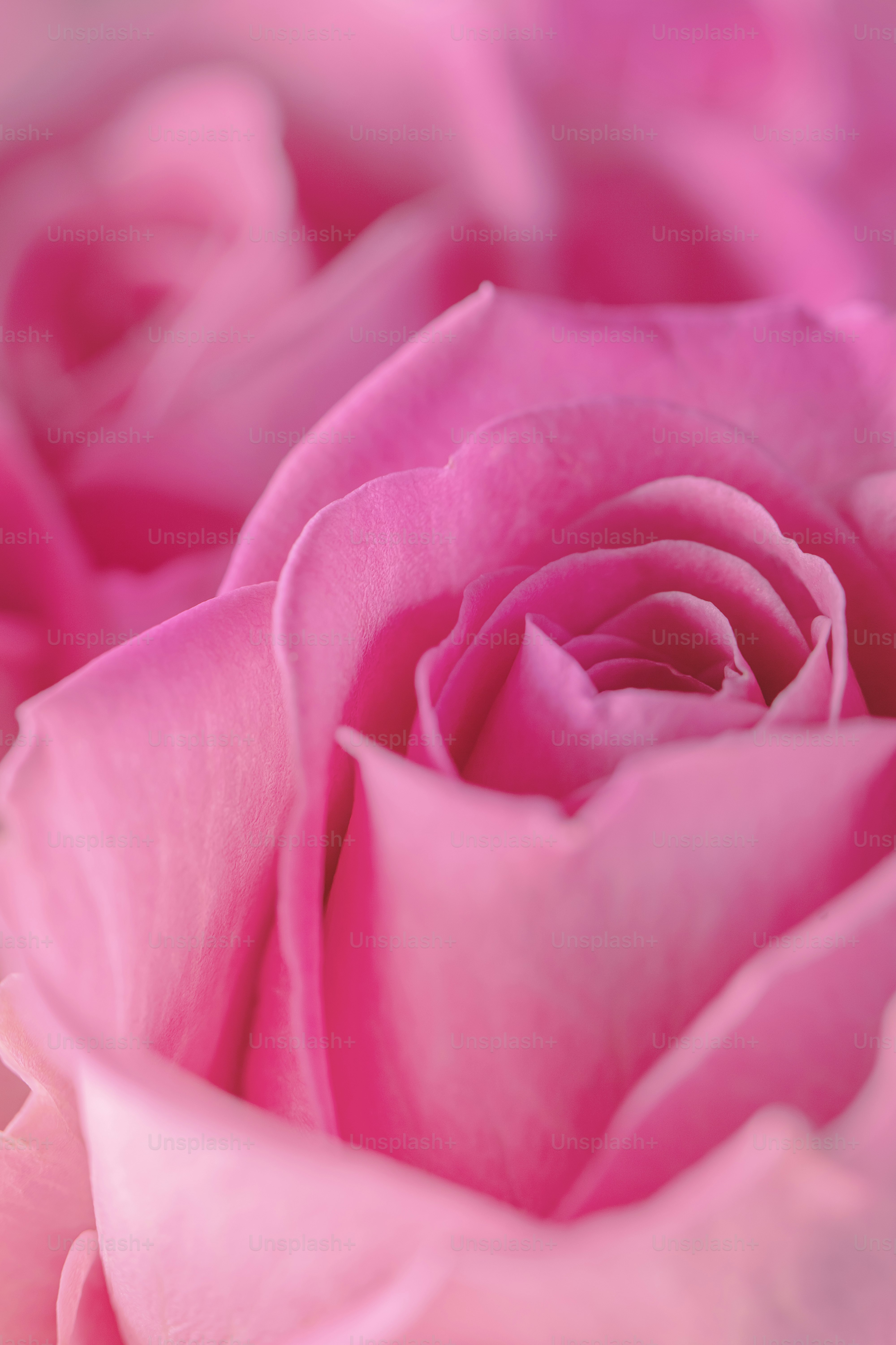 a close up view of a pink rose