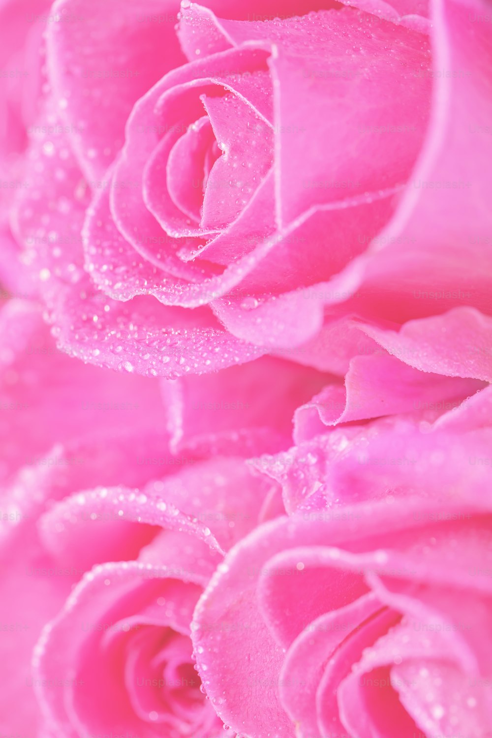 a close up of a pink rose with water droplets