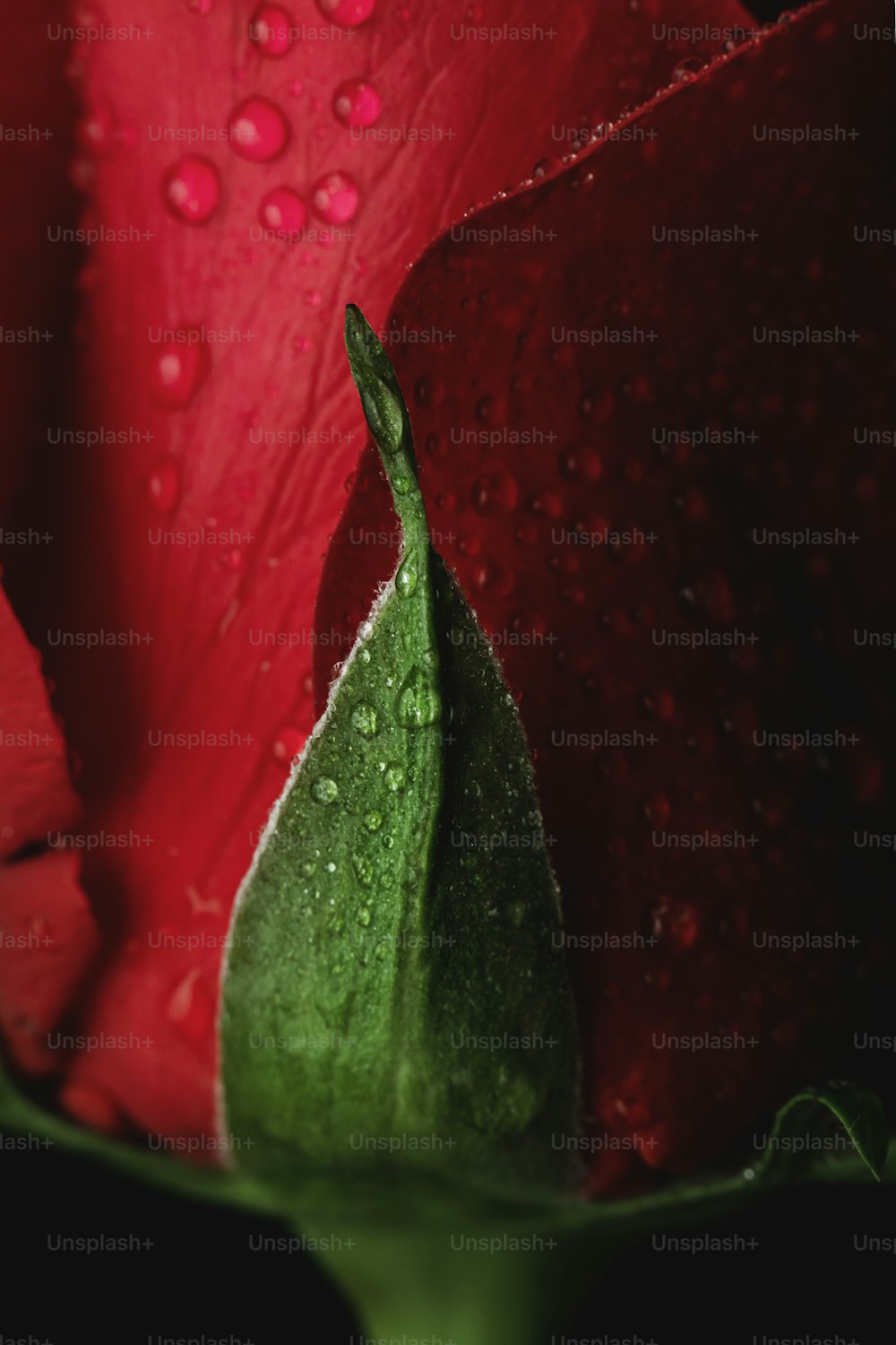 uma rosa vermelha com gotículas de água sobre ela