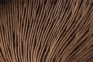 a close up view of a brown textured material