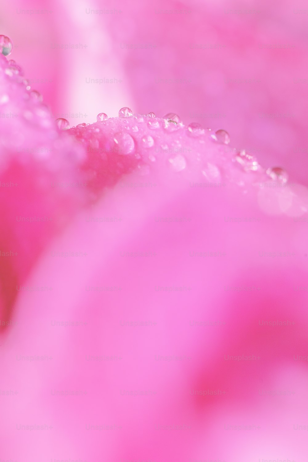 水滴が乗ったピンクの花
