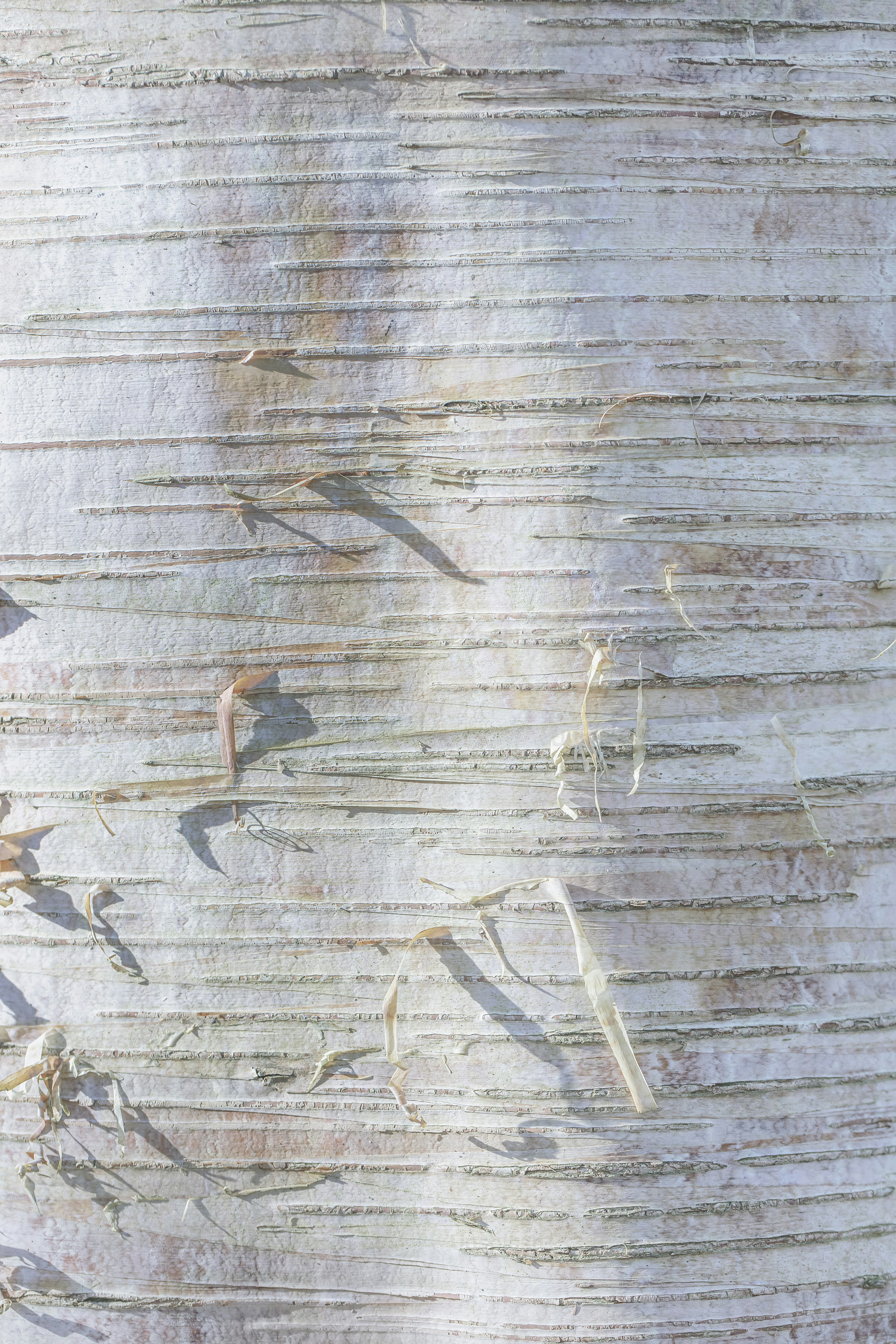 a close up of the bark of a tree