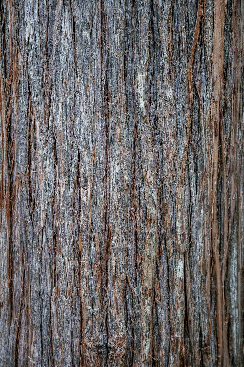 a close up of a tree with brown bark