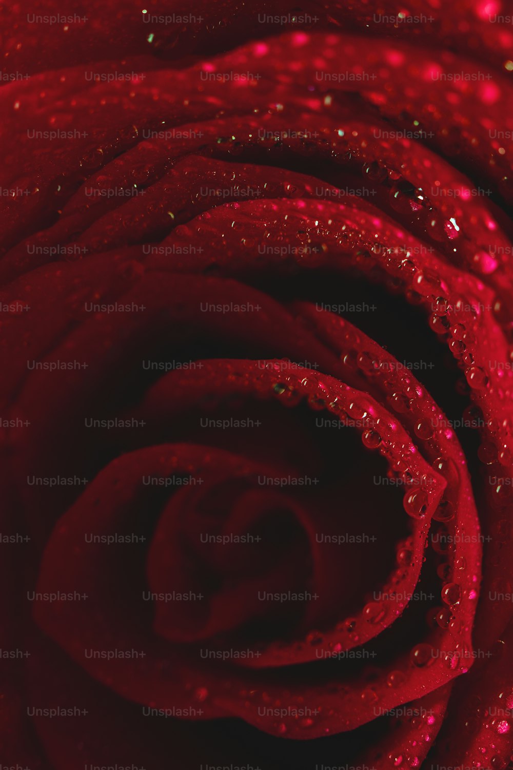 a close up of a red rose with water droplets