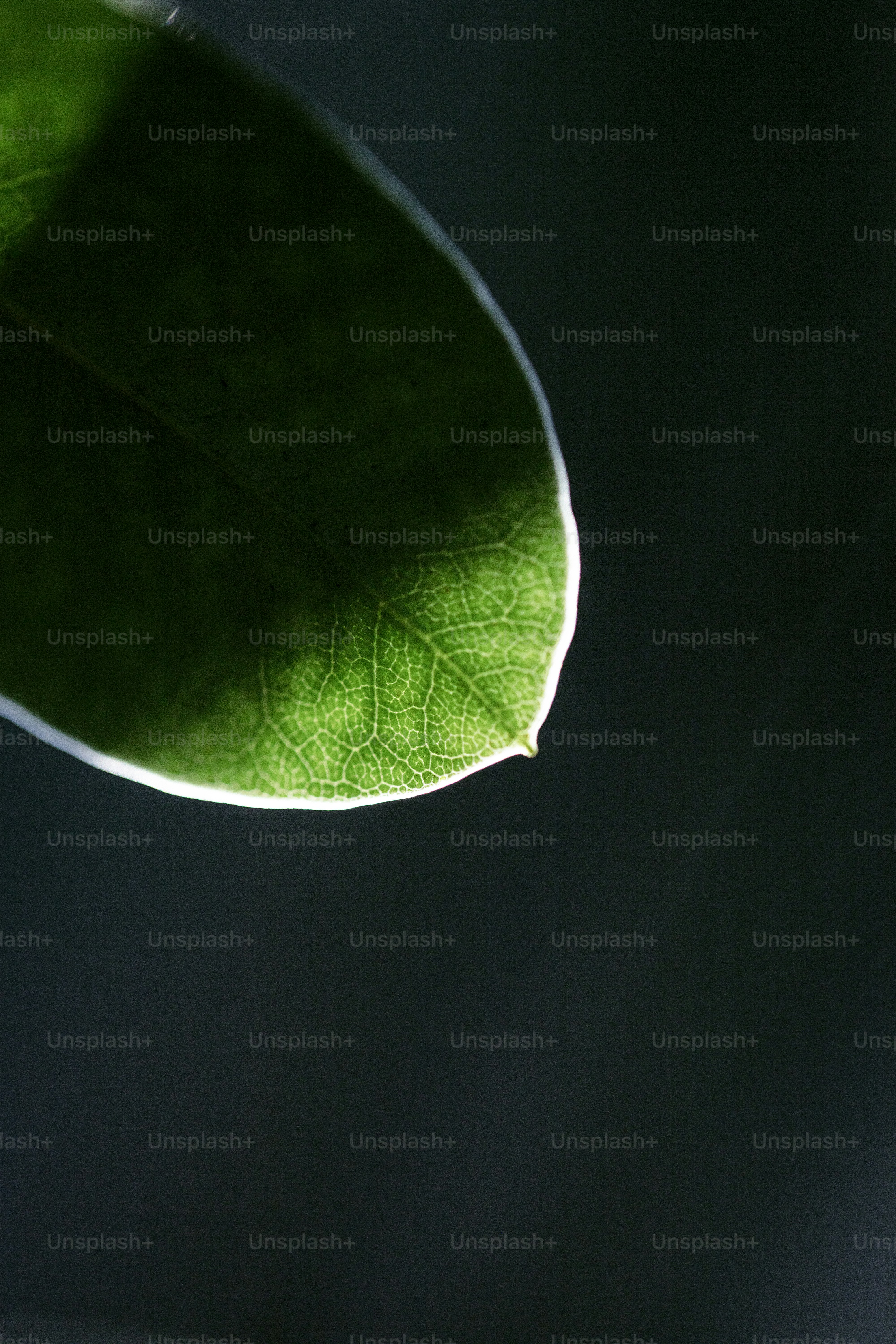 a close up of a green leaf on a black background
