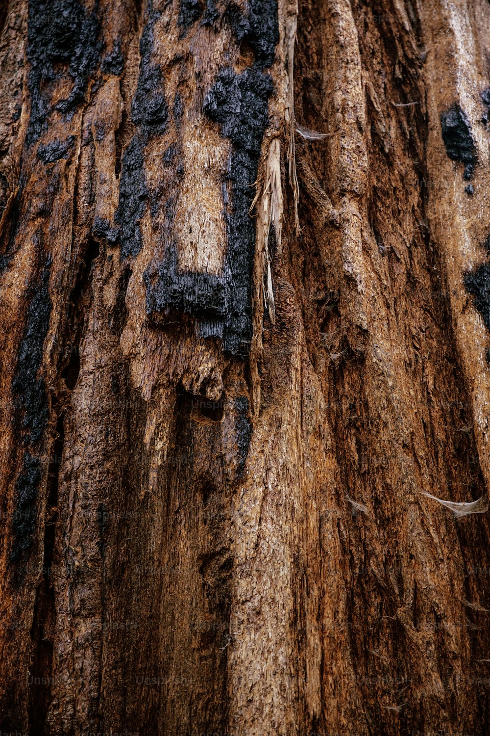 um close up de uma árvore com muita sujeira sobre ela
