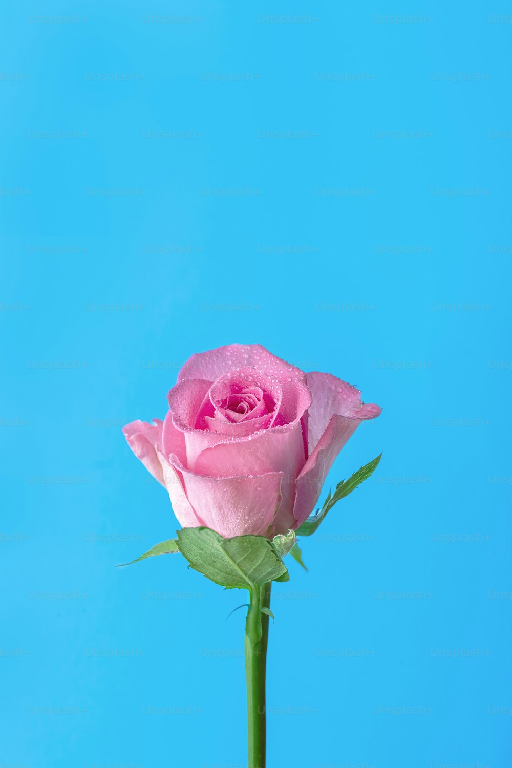 Eine einzelne rosa Rose sitzt in einer Vase