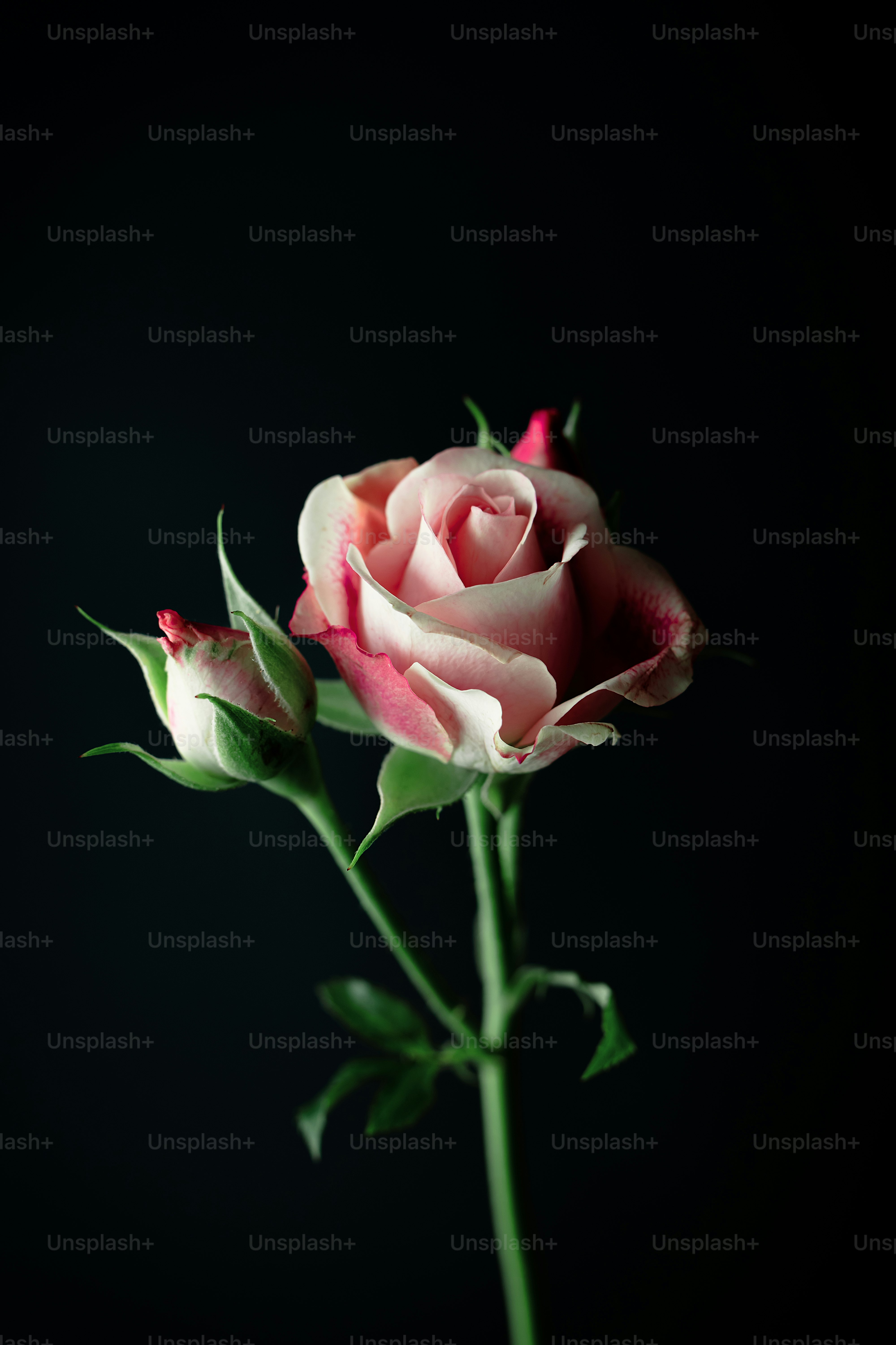 Foto ravvicinata della carta da parati digitale rosa bianca foto – Immagine  gratis di Fiore su Unsplash, image size:3000x4501