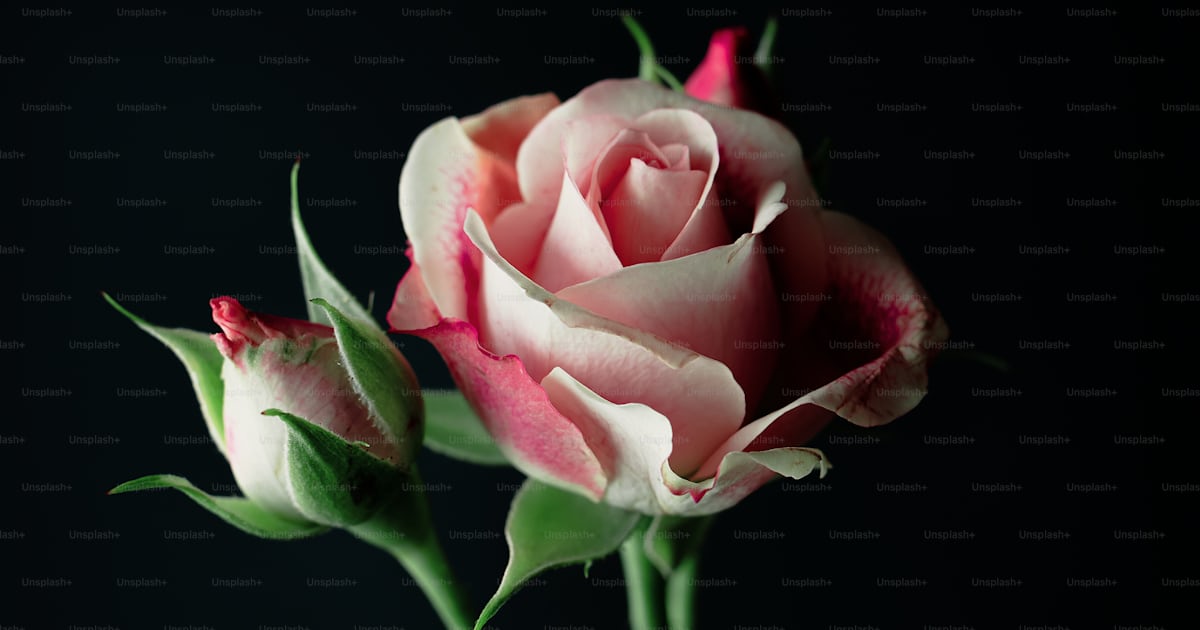 Una sola rosa rosa sobre un fondo negro foto – Imagen de Flor en Unsplash