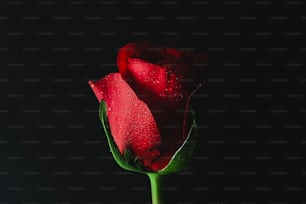 uma única rosa vermelha com gotículas de água sobre ela