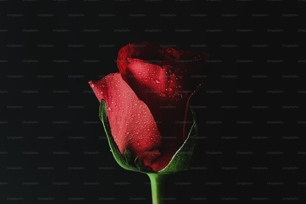 uma única rosa vermelha com gotículas de água sobre ela